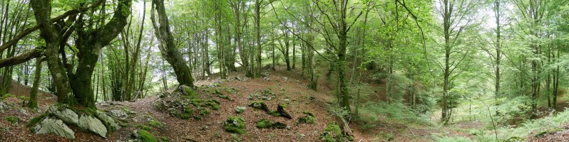 Mergeluko IMko lepoa