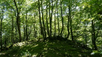 Iertzaundi/Irupagoeta tontorra