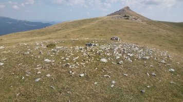 Largintia trikuharria