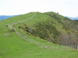 Bizkarraldeko larreak