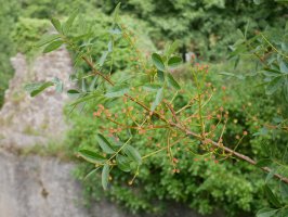 Pistacia terebinthus, Betelu