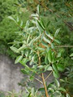 Pistacia terebinthus, Betelu