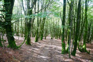 Basoan barrena, Guratz