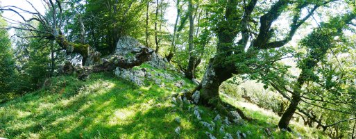 Paretaberrietako muino harritsua