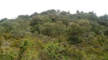 Azkarregia (1008m) Migoletako sendatik