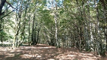 Ozpegaña (1033m) gainaldea