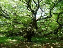 Badira pago ikusgarriak Hegoaldeko hegian