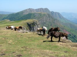 Pottokak haizea hartzen Iparla aldeko gandorrean
