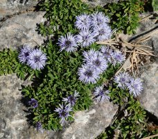 Globularia repens, Zuriza aldean