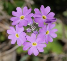 Primula farinosa, Oza aldean