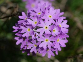 Primula farinosa, Oza aldean