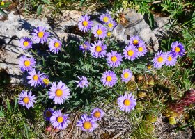 Aster alpinus, Lapazarrako gandorrean