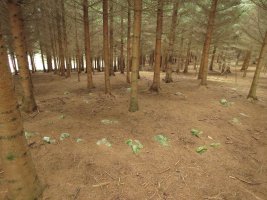 Campo de cromlech AITZOLA