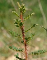 Rosa pim­pi­ne­lli­fo­lia Eskintza mendian