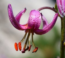 Lilium martagon, Lapazarrako bizkarrean