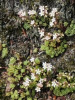 Sedum hirsutum Ekaitza aldean