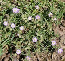 Spergularia rubra, Bertiz aldean