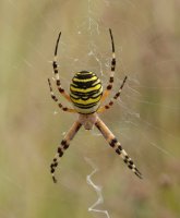 ... eta ez zen txikia!