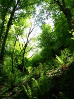 Basoa, iparraldeko isurialdean, tontorraren azpian