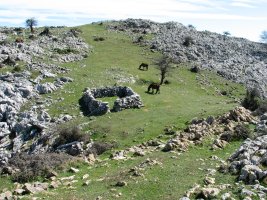 Bernagoitiburu, 250 m.ra dagoen beste tontor bat, buzoi eta guzti