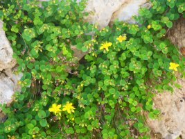 Hypericum nummularium Lapazarra mendian, karaitz arteko zulo batean