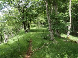 Bidea ekialdeko bizkarrean barrena, Ilarratza