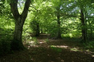 El Sombrerete eta Txandi arteko bideko pasarte bat