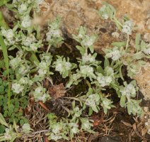 Bombycilaena erecta Erga mendian