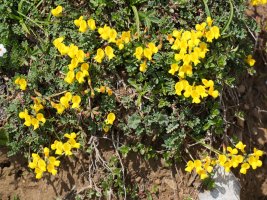 Hippocrepis comosa comosa Budogiaren hegoaldeko kanalean