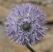 Globularia nudicaulis Irurtzun aldean
