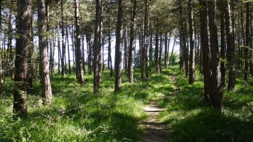 Hegoaldeko bizkarreko bidea pinudian barrena