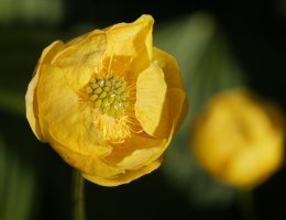 Trollius europaeus Culivillas sakanean