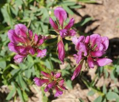 Trifolium alpinum Culivillas sakanan