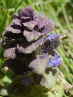Ajuga pyramidalis Anayeteko iboien inguruan