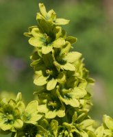 Veratrum album Culivillas sakanean