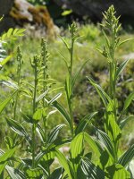 Veratrum album Culivillas sakanean