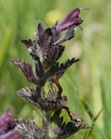 Bartsia alpina Culivillas sakanaren sarreran