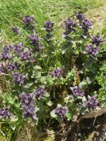 Bartsia alpina Peyreget mendiaren magalean