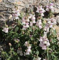 Antirrhinum molle Musales aldean