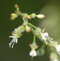 Circaea lutetiana lutetiana Errenterian