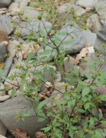 Bidens frondosa Urumean, Añarbe aldean