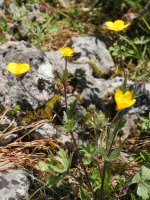 Ranunculus bulbosus Mandalen mendiaren tontorraren inguruetan