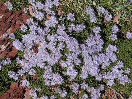 Globularia repens, Anayeteko iboien inguruan
