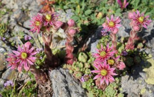Sempervivum montanum, bide bazterrean