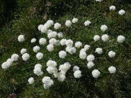 Armeria pubinervis pubinervis Larra aldean