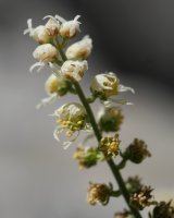 Reseda glauca Larra aldean