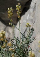 Reseda glauca Larra aldean
