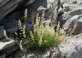 Reseda glauca Larra aldean