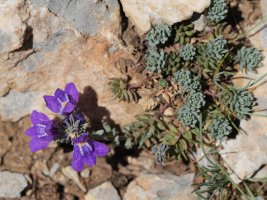 Linaria alpina Larra aldean