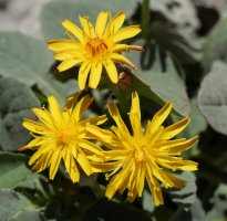 Crepis pigmaea Larra aldean
